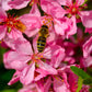 5 DWARF RUSSIAN ALMOND Prunus Tenella Rose Red Pink Fragrant Flower Shrub Seeds