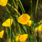 1000 DWARF Yellow CALIFORNIA Tufted POPPY Eschscholzia Caespitosa Flower Seeds