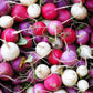 500 Mixed Colors EASTER EGG RADISH Raphanus Sativus Vegetable Seeds