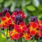300 Mixed Colors ENGLISH Aegean WALLFLOWER Cheiranthus Cheiri Erysimum Pink Red Yellow Purple Bicolor Flower SeedsSeeds