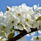 20 ASIAN PEAR TREE Pyrus Pyrifolia Oriental Japanese Fruit Seeds