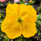 20 Yellow WELSH POPPY Meconopsis Papaver Cambricum Perennial Shade Flower Seeds
