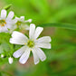 50 Organic CHICKWEED Stellaria Media Starwort Stitchwort White Flower Herb Seeds
