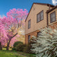 20 Eastern REDBUD TREE Cercis Canadensis Pink Flowering Native Tree Seeds