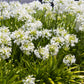 25 WHITE LILY of the NILE Agapanthus Orientalis African Lily Flower Seeds