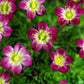 50 PURPLE ROBE SAXIFRAGA Arendsii Moss Rockfoil Evergreen Flower Seeds