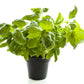 1000 Italian LARGE LEAF BASIL Ocimum Basilicum Herb Flower Seeds