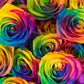 Make Your Own - 5 RAINBOW ROSE BUSH Seeds Shrub Rosa Flower