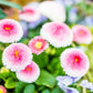 100 Strawberries & Cream ENGLISH DAISY Bellis Perennis Flower Seeds