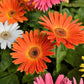 20 GERBER DAISY Mix Gerbera Jamesonii aka Barberton or African Daisy Mixed Colors Pink Purple Red Orange Yellow White Flower Seeds