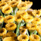 100 YELLOW TANSY Double Golden Buttons Fern Leaf Tanacetum Vulgare Flower Seeds