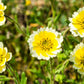 500 TIDY TIPS Layia Platyglossa Native Yellow & White Flower Seeds