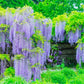 5 JAPANESE WISTERIA Floribunda Flower Purple Ornamental Vine Climber Seeds