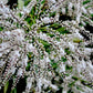 25 BLUE DRACAENA ( Spikes / Broad Leaved Cabbage Tree / Mountain Cabbage ) Cordyline Indivisa Flower Seeds