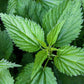 200 STINGING NETTLE Urtica Dioica (aka Common, California, or Bull Nettle / Tread Softly) Flower Seeds