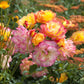 25 Mixed Colors ANGEL WINGS Miniature ROSE Bush Mix Rosa Chinensis Flower Seeds