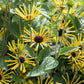 300 SWEET CONEFLOWER Rudbeckia Subtomentosa Yellow Black Eyed Susan Flower Seeds