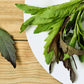 300 EPAZOTE (Mexican Tea) Chenopodium Ambrosioides  Dysphania Herb Flower Seeds