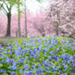 25 VIRGINIA BLUEBELLS True Blue & Pink Mertensia Virginica Flower Seeds