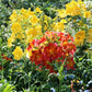 200 Mixed Colors PAINTED TONGUE (Velvet Trumpet Flower) Salpiglossis Grandiflora Virgiana Flower Seeds