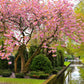 10 JAPANESE FLOWERING CHERRY Tree Oriental Prunus Serrulata Flower Seeds