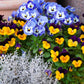 50 Dark JOHNNY JUMP UP Violet Viola Tricolor Flower Seeds