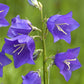 500 TELHAM BEAUTY BELLFLOWER Blue Peach Leaved Campanula Persicifolia Flower Seeds