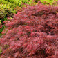 10 Red Dwarf Japanese LACELEAF MAPLE Tree Lace Blood Acer Palmatum Atropurpureum Dissectum Shrub Seeds