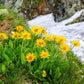 15 MOUNTAIN ARNICA Montana Wolf's Bane Yellow Flower Herb Seeds