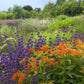 30 ORANGE BUTTERFLY MILKWEED Asclepias Tuberosa Flower Seeds
