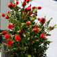 40 CRIMSON BOTTLEBRUSH Callistemon Citrinus Flowering Shrub Bush Small Tree Seeds