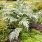 25 CARDOON Cynara Cardunculus aka Artichoke Thistle Perennial Edible Vegetable Seeds