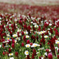 3000 CRIMSON CLOVER (Carnation, French, or Italian Clover) Trifolium Incarnatum Flower Seeds