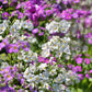 100 Mixed Colors FAIRY PRIMROSE Primula Malacoides Red Pink Purple White Baby Primrose Shade Houseplant Flower Seeds