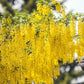 25 SIBERIAN PEASHRUB Caragana Arborescens Peatree Yellow Flower Legume Vegetable Seeds