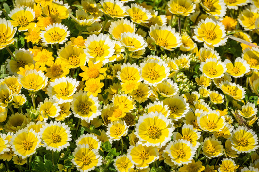 500 TIDY TIPS Layia Platyglossa Native Yellow & White Flower Seeds