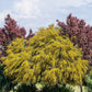 10 GOLDEN MIMOSA Acacia Baileyana Yellow Wattle Tree Flower Seeds