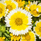 500 TIDY TIPS Layia Platyglossa Native Yellow & White Flower Seeds