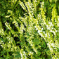 1500 WHITE Blossom SWEET CLOVER Melilotus Officinalis Alba Albus Sweetclover Honey Clover Flower Seeds
