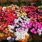 200 MIXED Colors ICE PLANT ( Mesembryanthemum Daisy / Livingstone Daisy ) Dorotheanthus Bellidiformis Flower Seeds