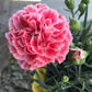 50 PICOTEE MIX CARNATION Dianthus Caryophyllus Double Bicolor Striped Flower Seeds