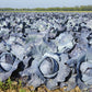 500 RED ACRE CABBAGE Brassica Oleracea Capitata Vegetable Seeds