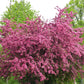 20 ENGLISH HAWTHORN TREE Edible Fruit Flower Mayflower Crataegus Laevigata Seeds
