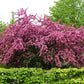 20 ENGLISH HAWTHORN TREE Edible Fruit Flower Mayflower Crataegus Laevigata Seeds