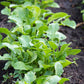 2000 ARUGULA Eruca Vesicaria Sativa Greens Vegetable Seeds
