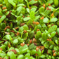 100 CIMARRON ALFALFA Medicago Sativa Ground Cover Forage Purple Flower Seeds