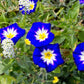35 Blue Dwarf ROYAL ENSIGN MORNING GLORY Convolvulus Tricolor Royal Blue White & Yellow Flower Vine Seeds