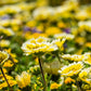 500 TIDY TIPS Layia Platyglossa Native Yellow & White Flower Seeds