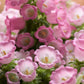200 Rose Pink CANTERBURY BELLS - CAMPANULA Medium Flower Seeds