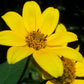 200 Yellow SWAMP MARIGOLD Bidens Aristosa Mutica Flower Seeds